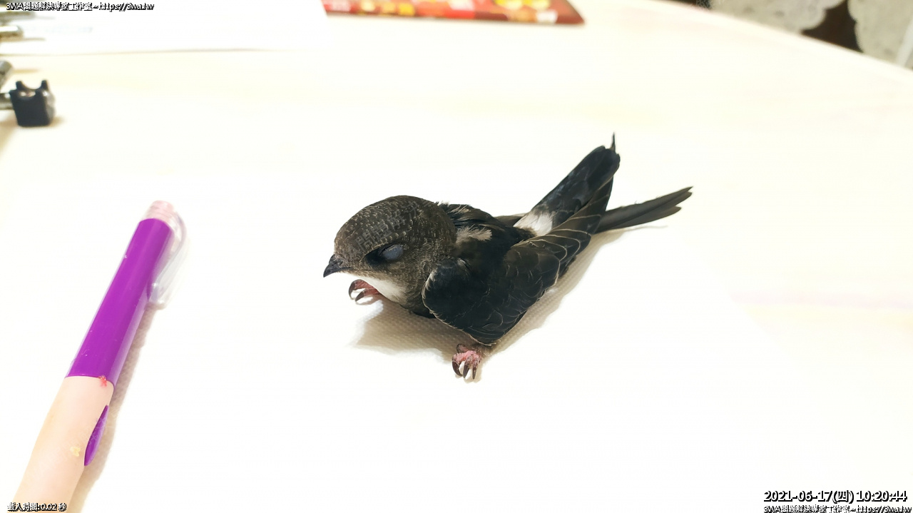 //3wa.tw/photo/small.php?w_size=1280&compassion=95&file_name=users/shadow/1624026972.jpg