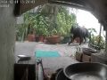 2024.12.09大黑加菜